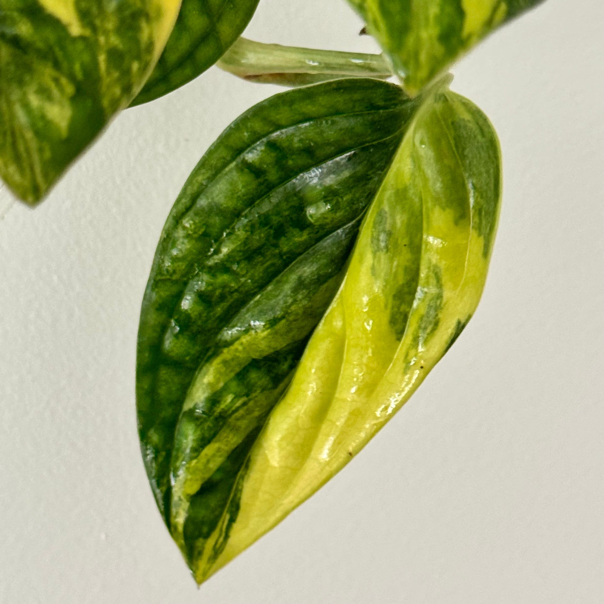 Monstera Karstenianum Peru Variegata Green and White Plants