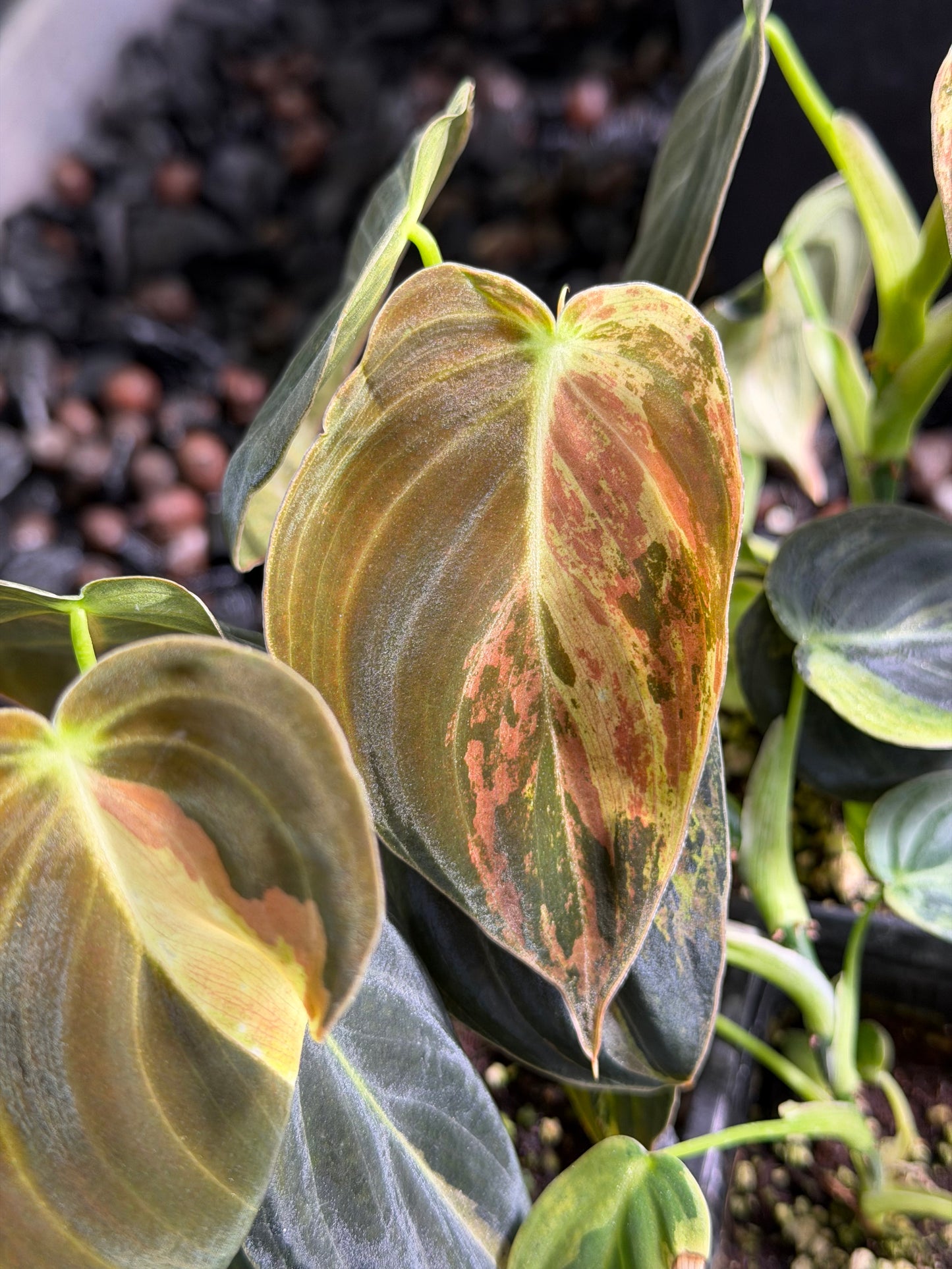 Philodendron Melanochrysum Variegata TC