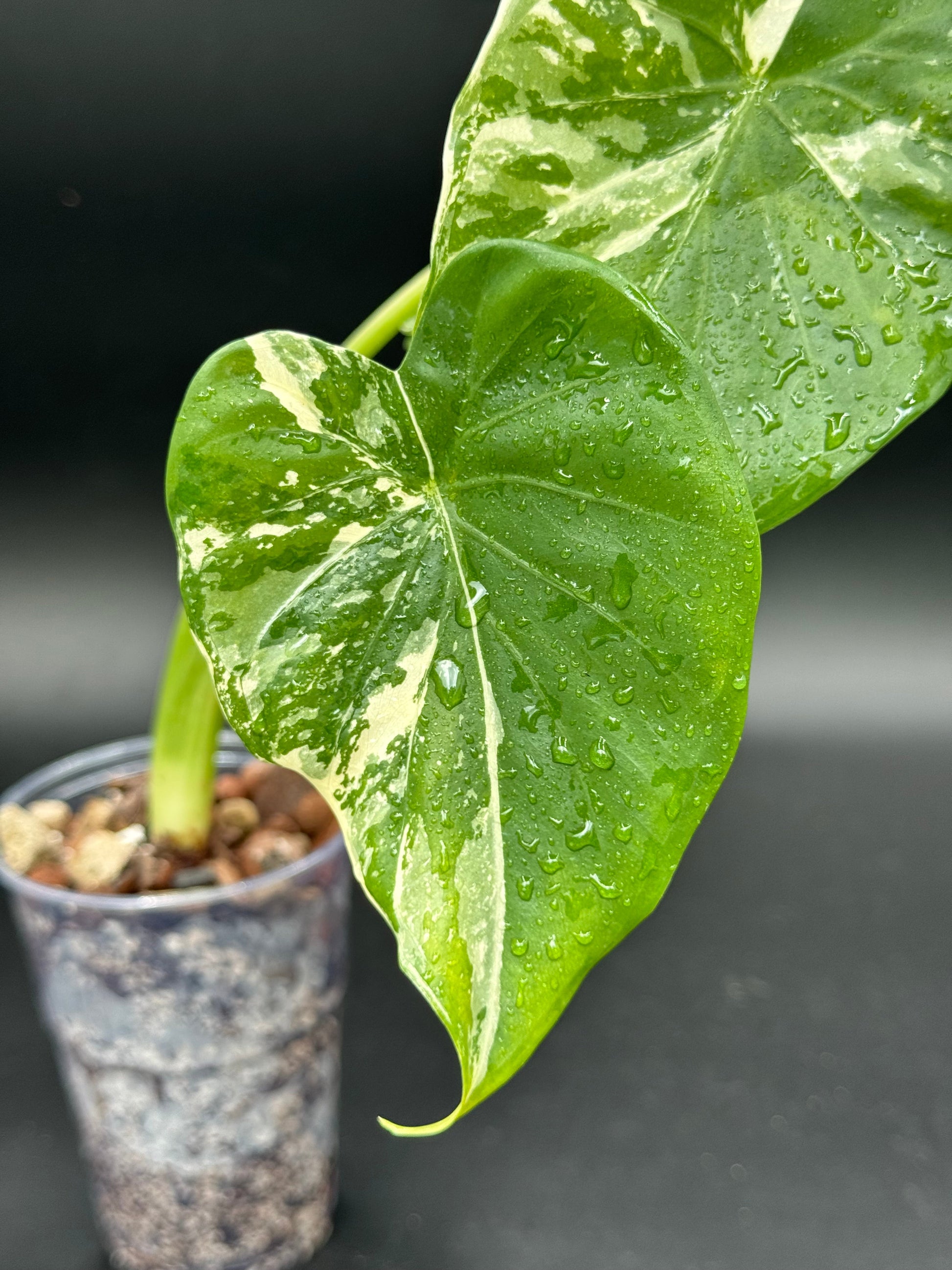Alocasia Cucullata Albo « Wagyu » Variegata Green and White Plants