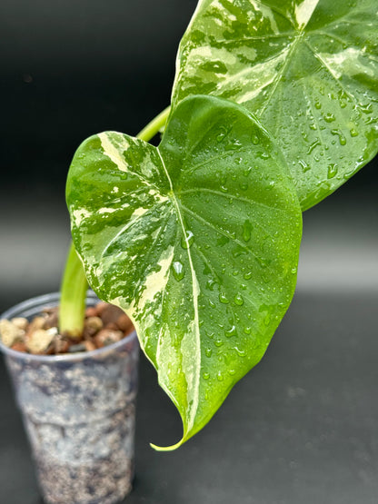 Alocasia Cucullata Albo « Wagyu » Variegata Green and White Plants