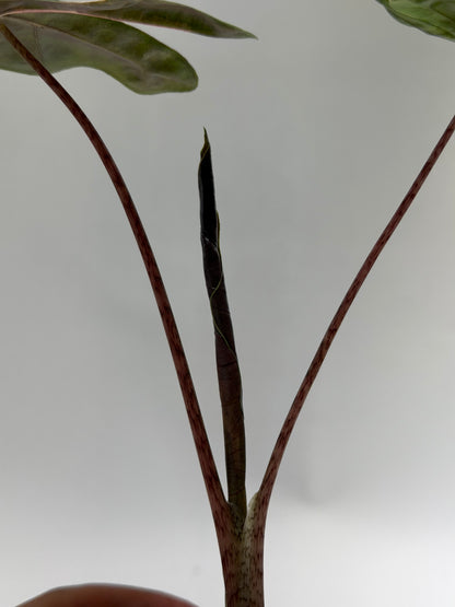 Alocasia Pseudo Sanderiana Pink