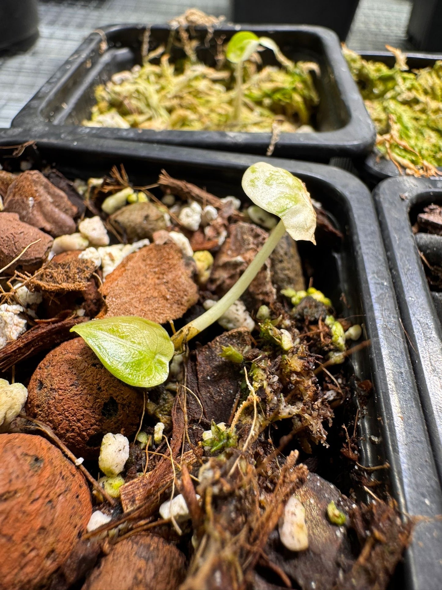 Alocasia Cuculatta « Wagyu » Albo Variegata - Tronçon (avec départ)