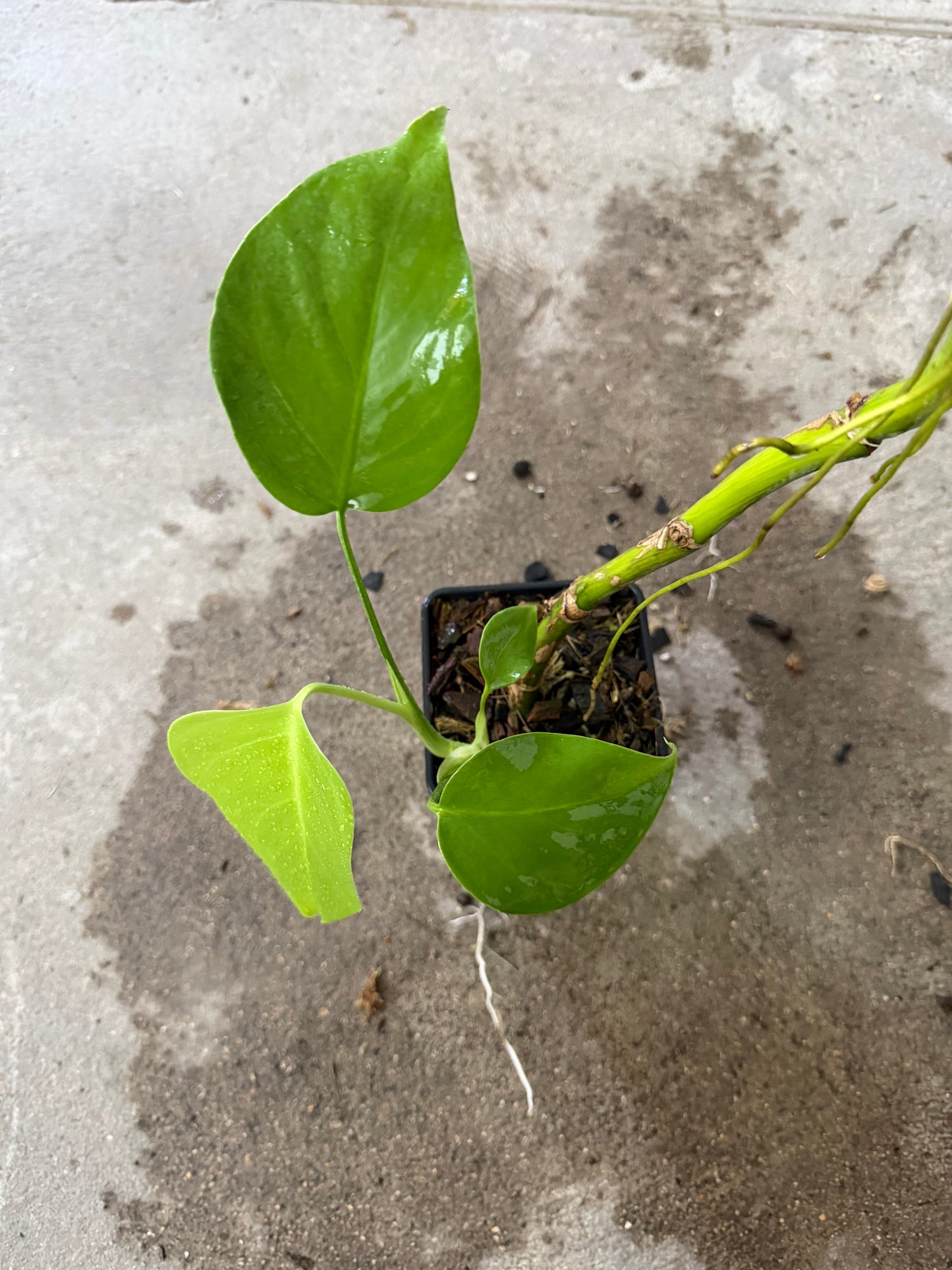 Monstera Green on Green