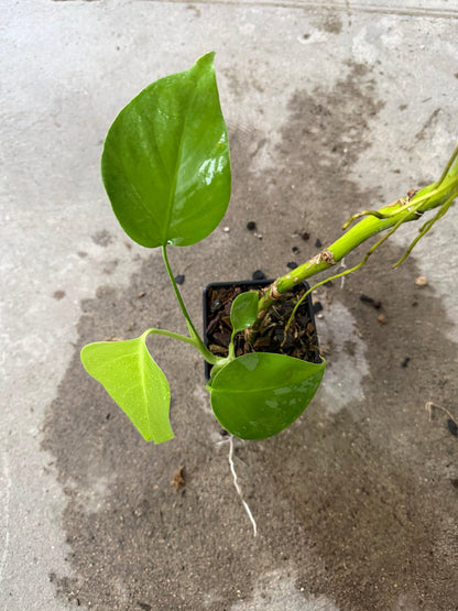 Monstera Green on Green