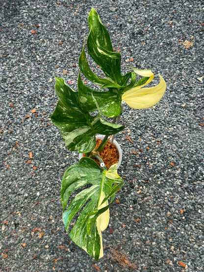 Monstera Medusa