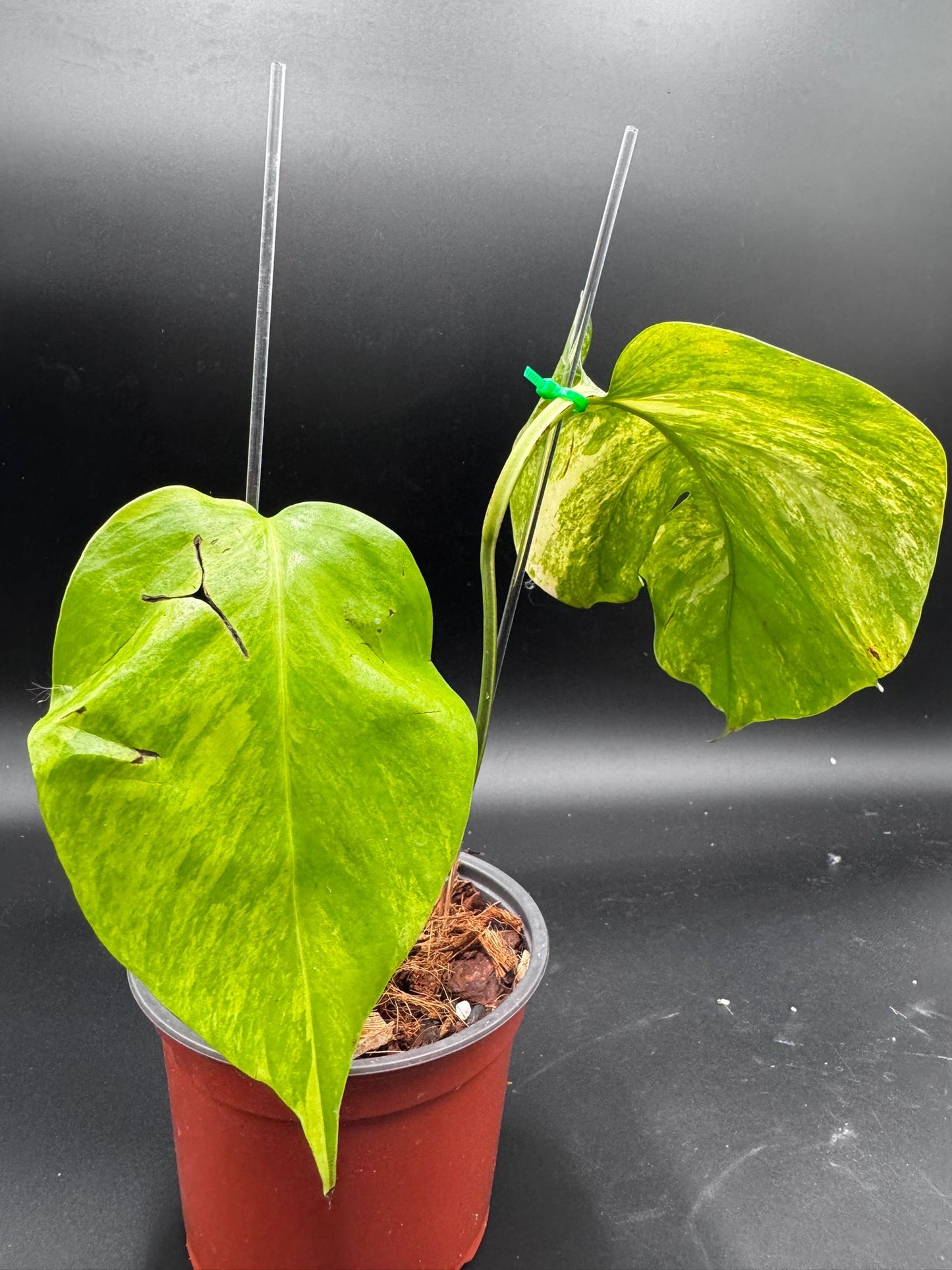 Monstera Aurea Variegata