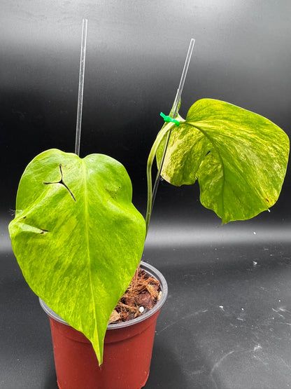Monstera Aurea Variegata