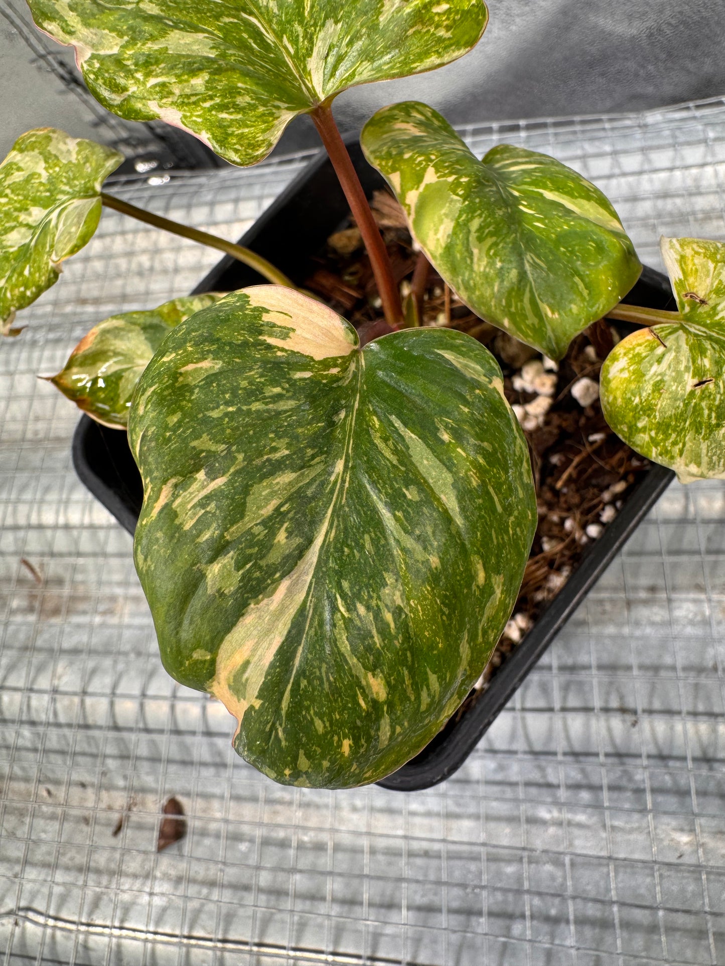 Homalomena Rubescens Pink Mutation Variegata