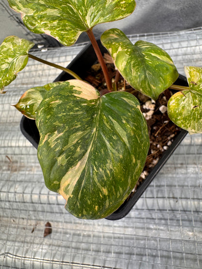 Homalomena Rubescens Pink Mutation Variegata