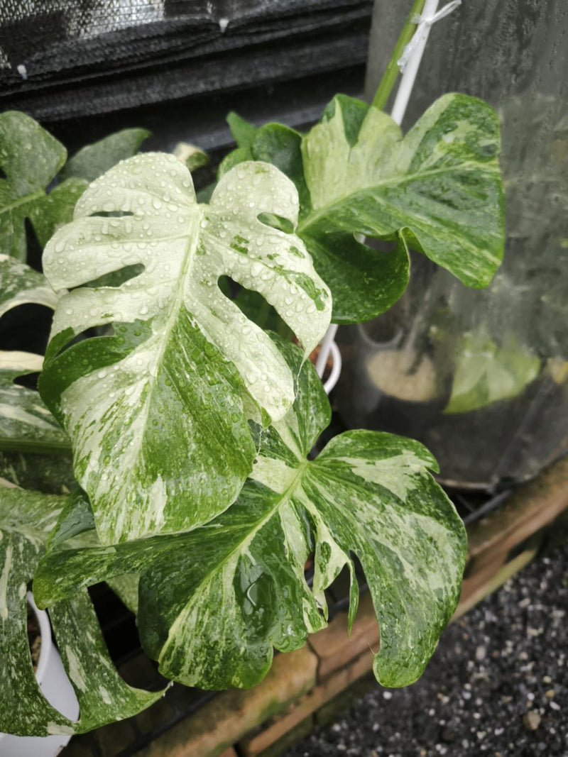Monstera Deliciosa Ocean Mint "Albo Mutation" - Pre-order