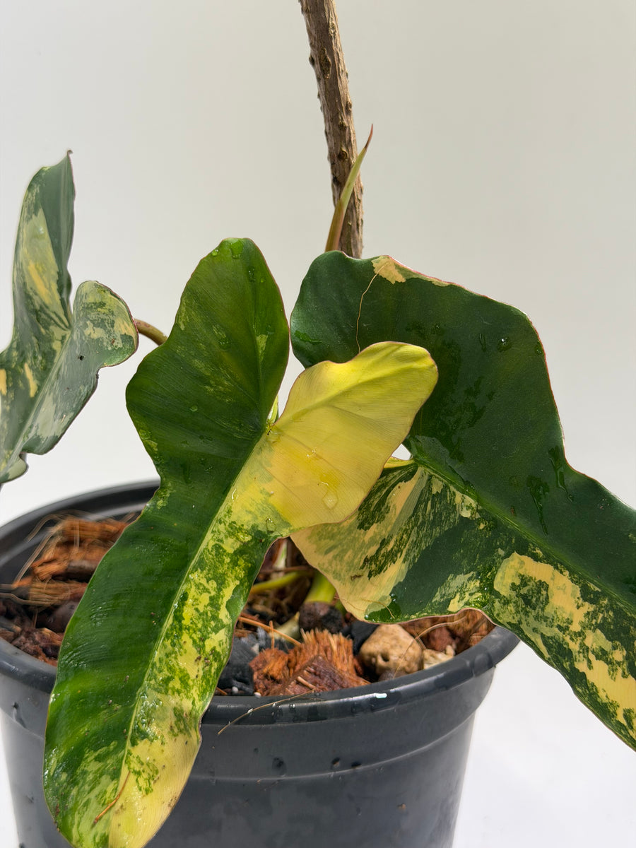 Philodendron Black Billitiae x Florida Beauty