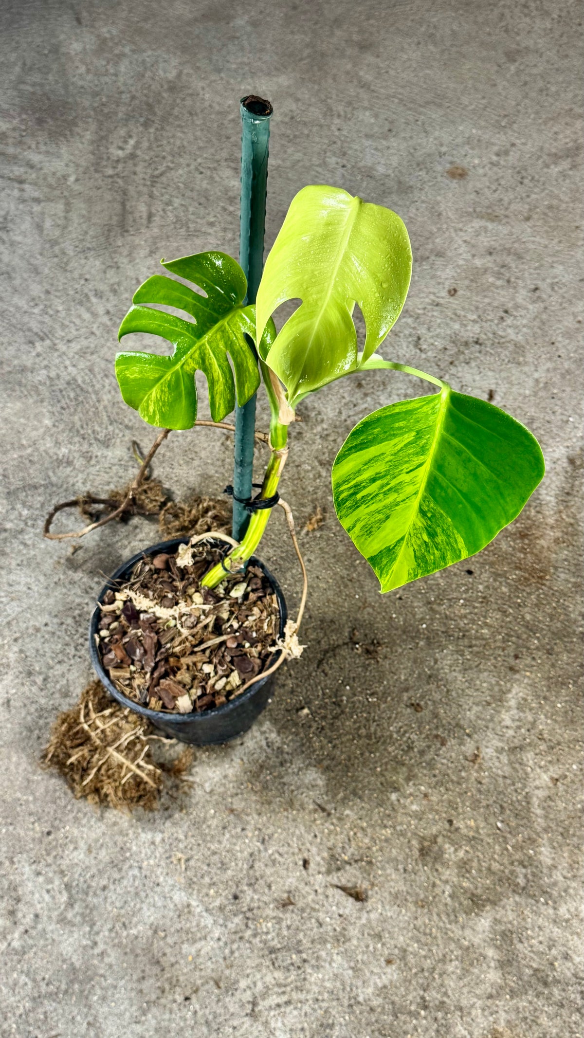 Monstera Borsigiana Aurea Variegata