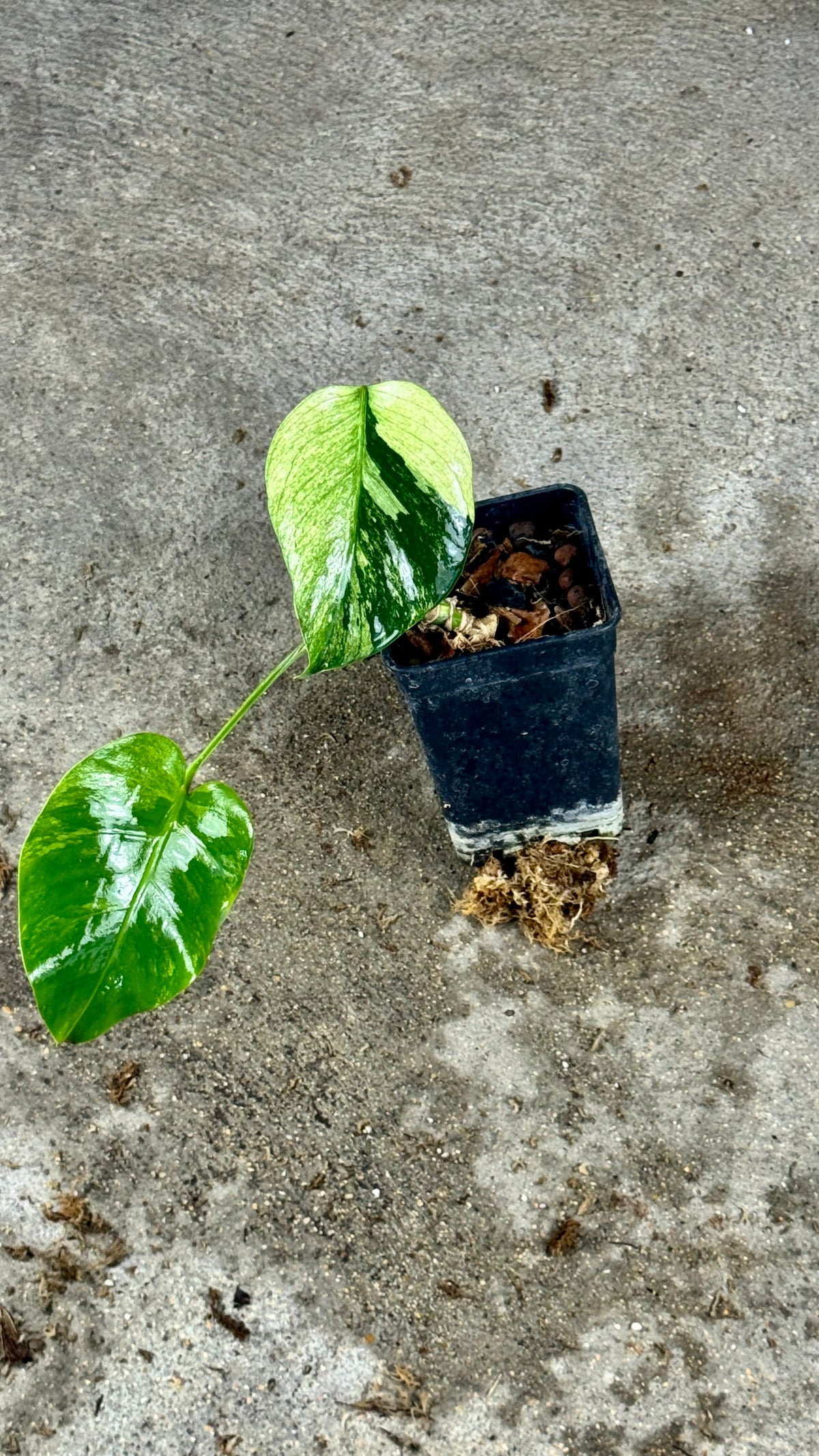 Monstera Jungle Mint