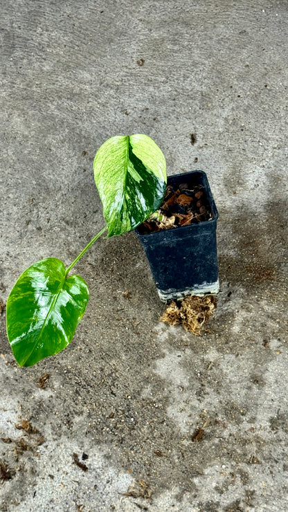 Monstera Jungle Mint