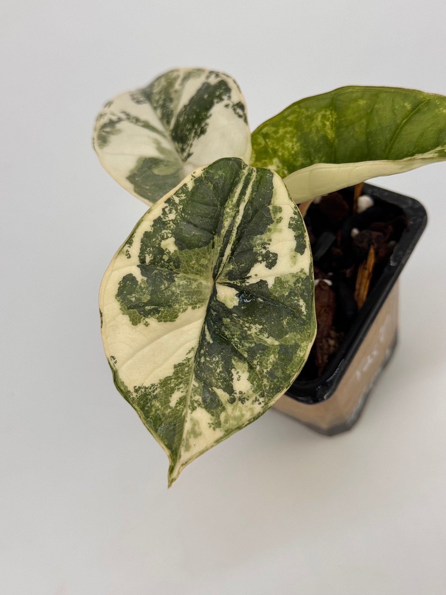 Substrat Tissue Culture Professionnel