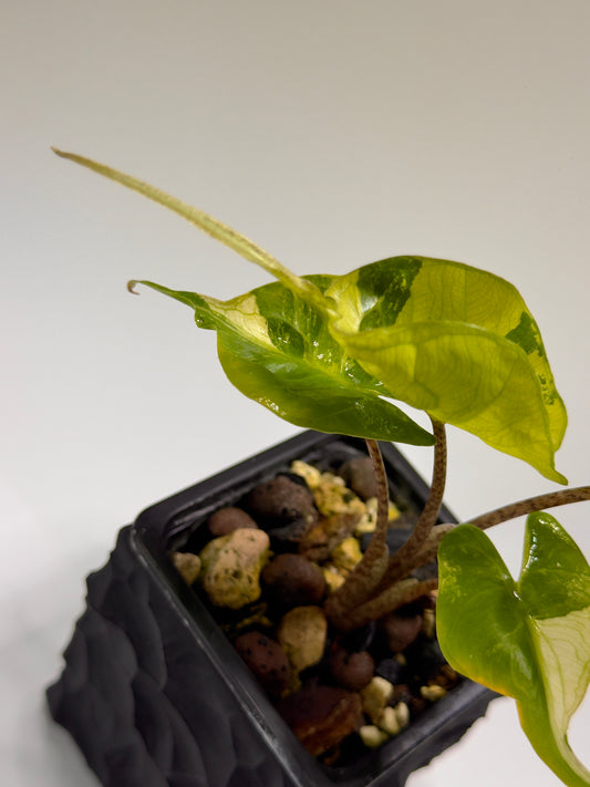 Alocasia Stingray Aurea Mint