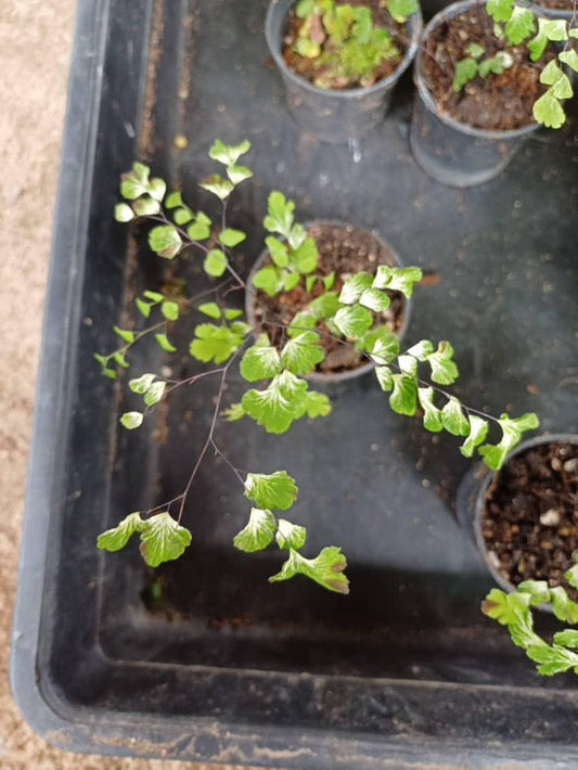Sur mesure - Drynaria quercifolia, Microsorum scolopendria variegated, Adiantum Variegated Green and White Plants
