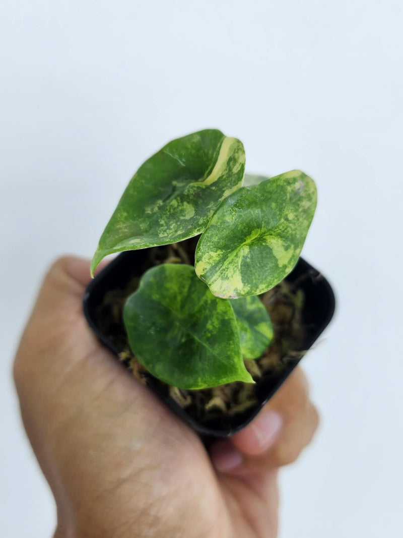 Alocasia Nebula Aurea - Pre-order