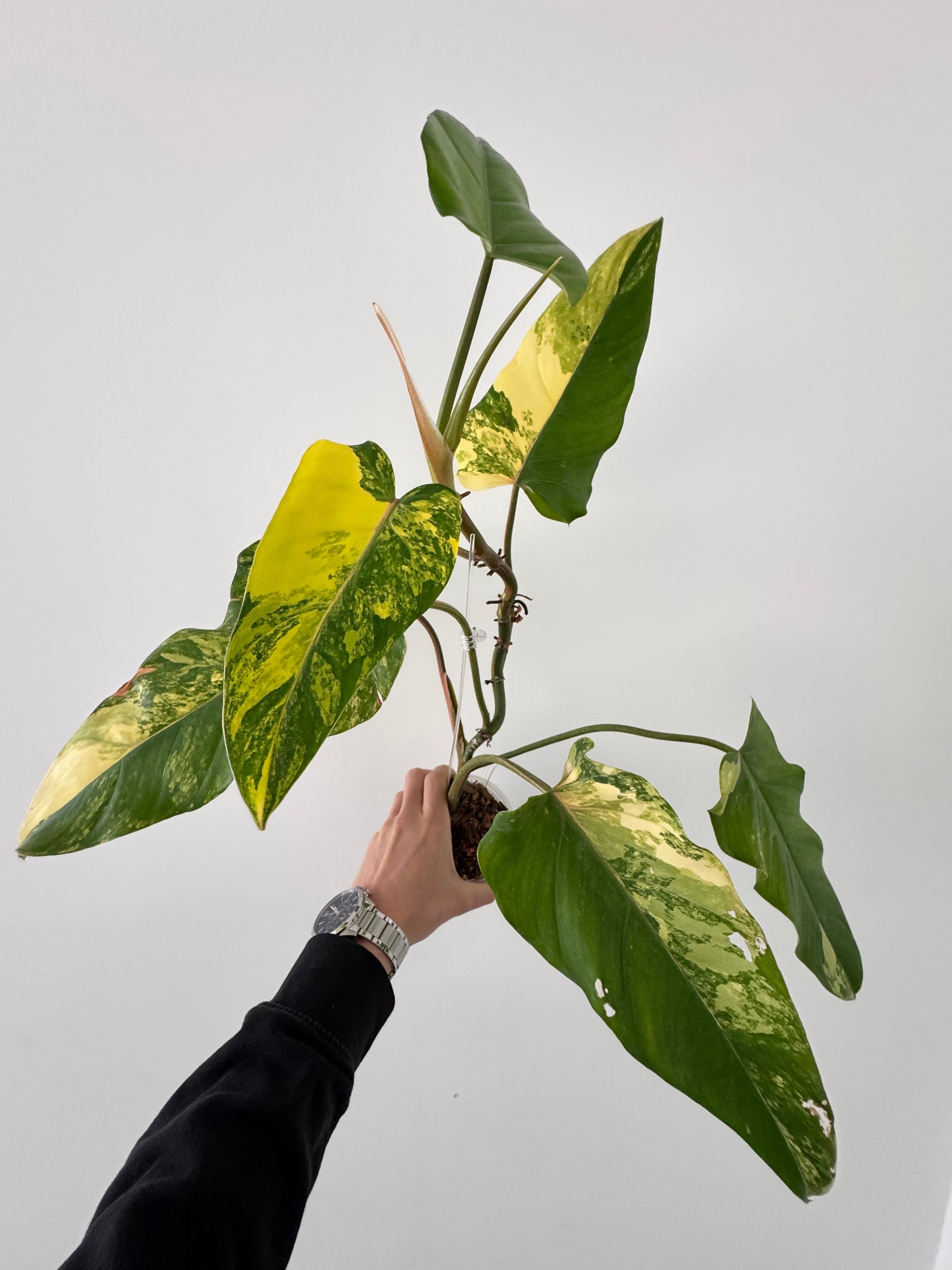 Philodendron Domesticum Variegata Green and White Plants