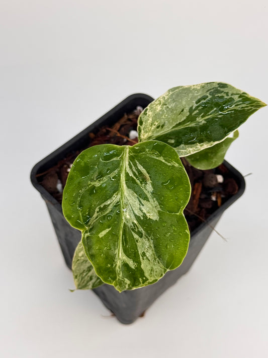 Substrat Tissue Culture Professionnel