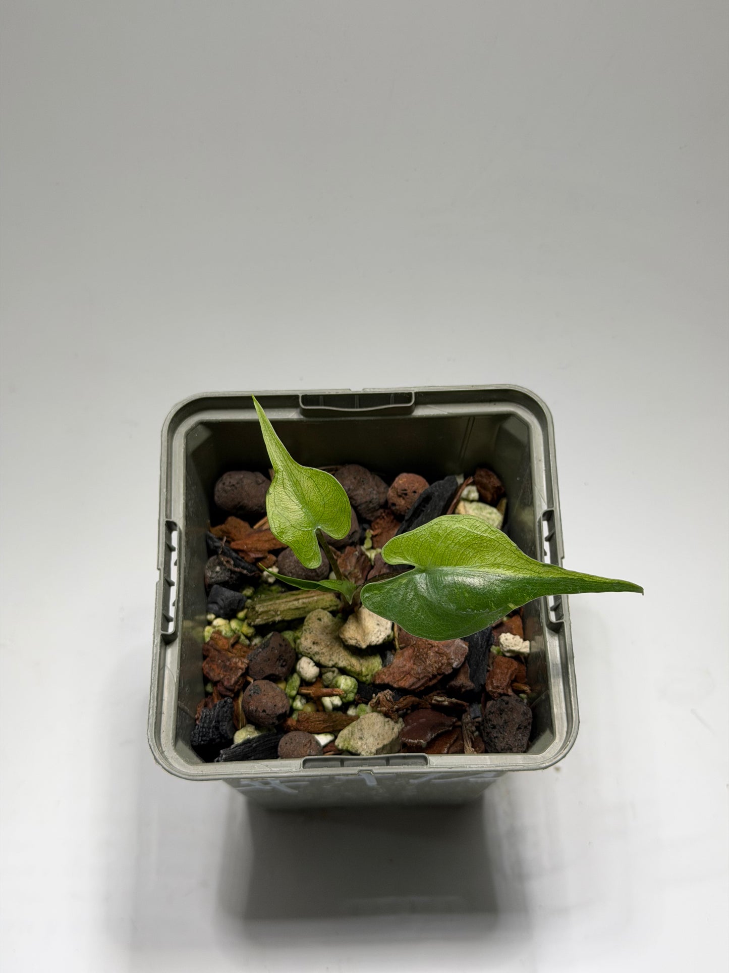 Alocasia Stingray Aurea Mint