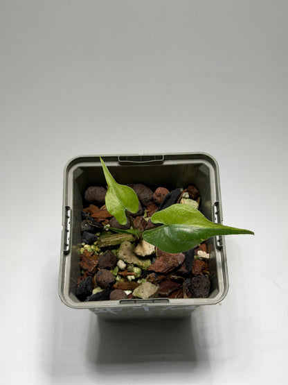 Alocasia Stingray Aurea Mint