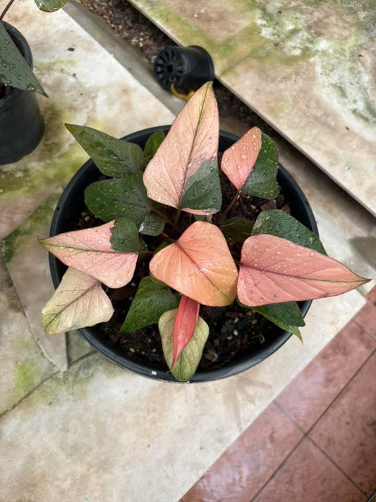 Homalomena cf. Aromatica « Pink Diamond » - Livraison 30 jours
