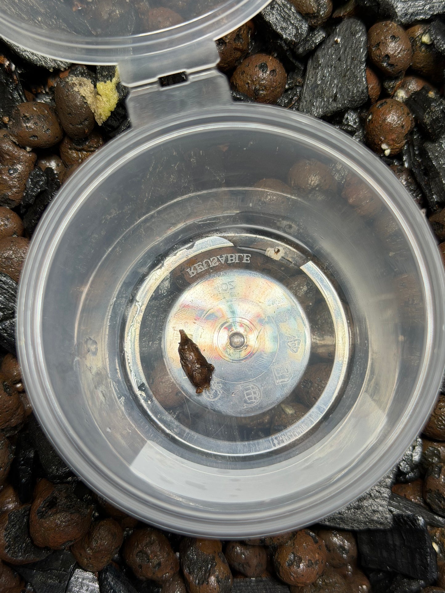 Alocasia Brancifolia Albo - Bulbe