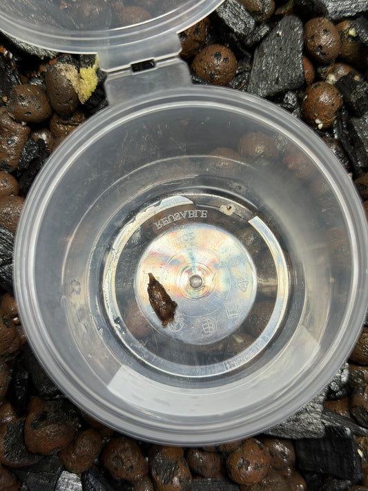 Alocasia Brancifolia Albo - Bulbe