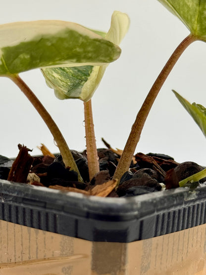 Substrat Tissue Culture Professionnel