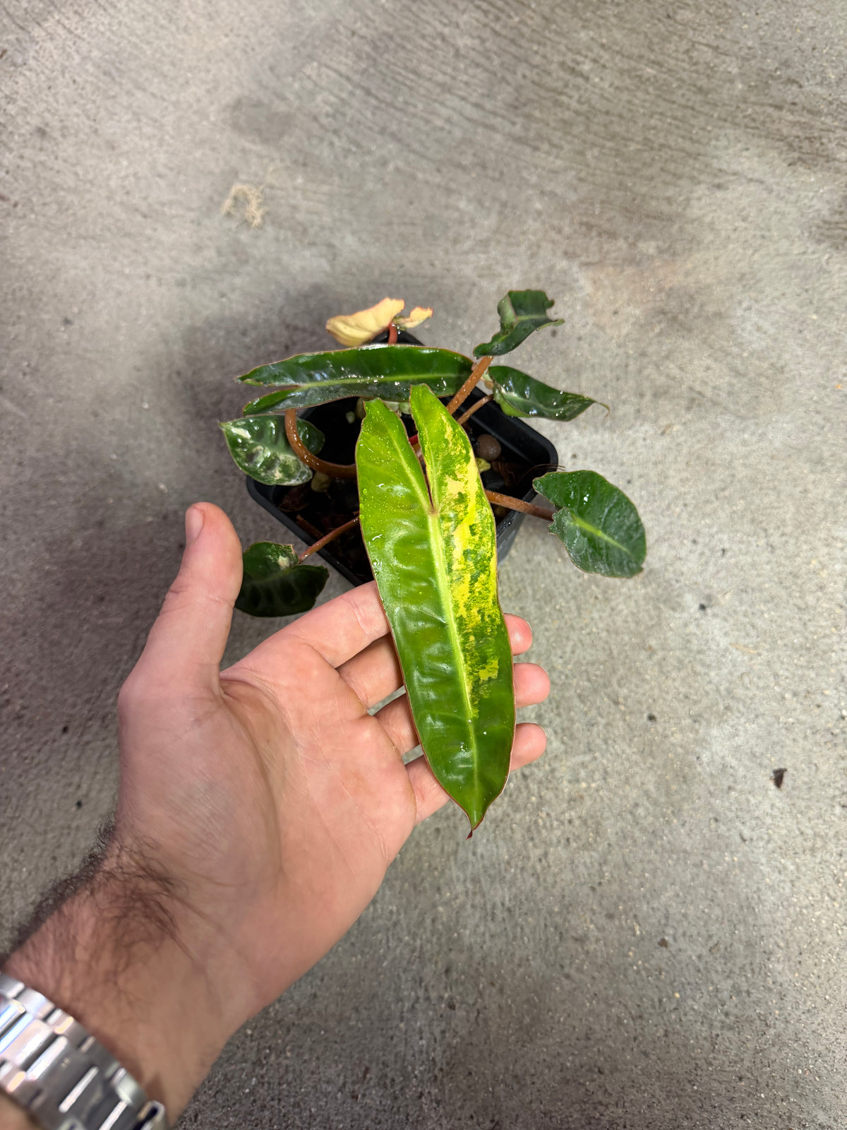 Philodendron Billitiae Variegata