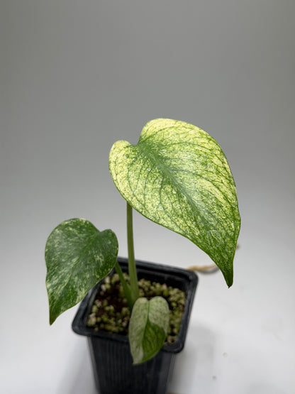 Monstera White Monster