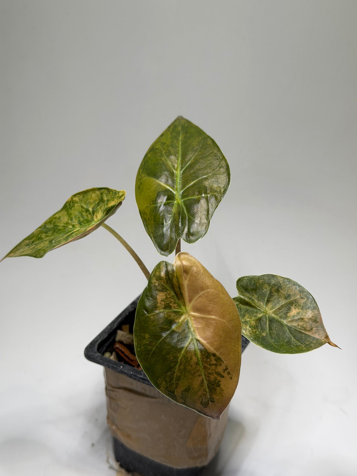 Alocasia Wentii Aurea