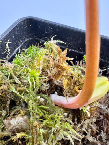 Philodendron Florida Beauty x Mayoi Variegata