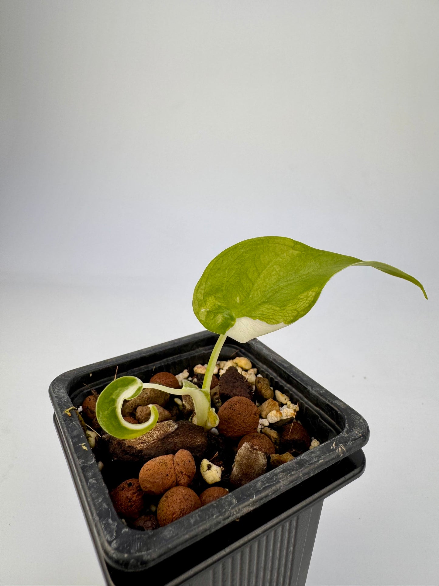 Alocasia Cuculatta « Wagyu » Albo Variegata