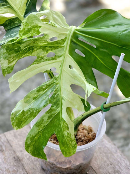Monstera Deliciosa Ocean Mint Lava  - Sur Mesure
