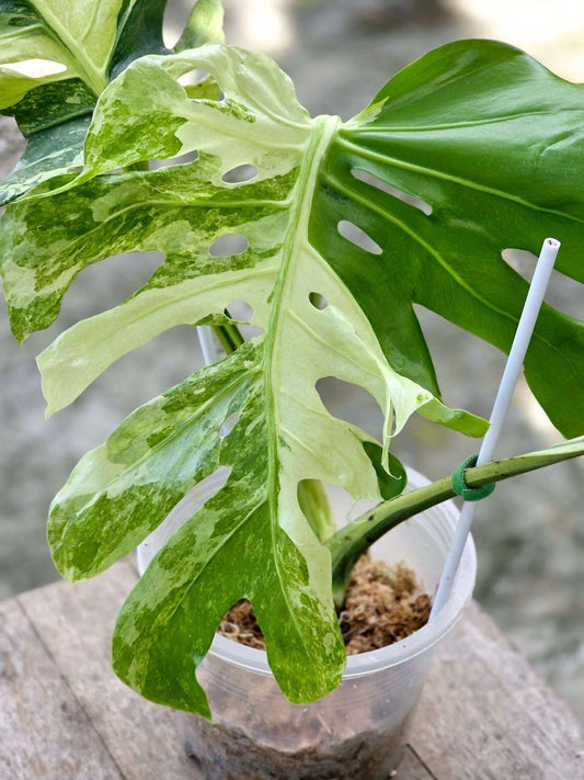 Monstera Deliciosa Ocean Mint Lava  - Sur Mesure