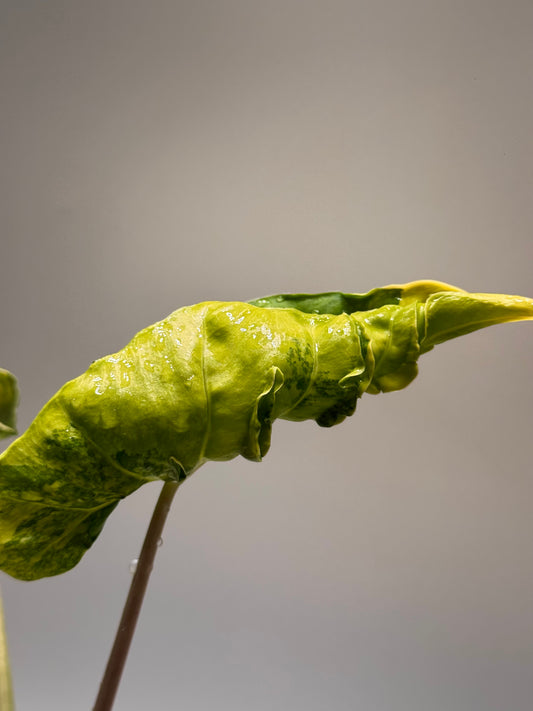 Alocasia Shock Treatment - Bulbe