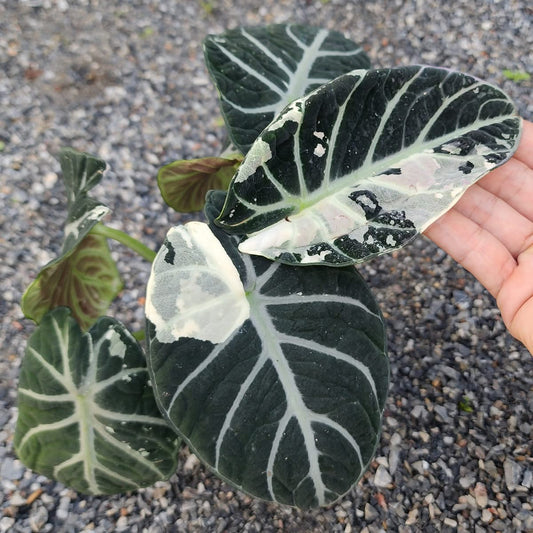 Alocasia Ninja Albo Variegata - Précommande Green and White Plants
