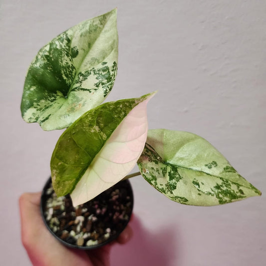 Alocasia Sinuata Albo Variegata - Précommande Green and White Plants