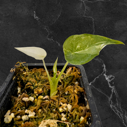 Alocasia Cuculatta « Wagyu » Albo Variegata