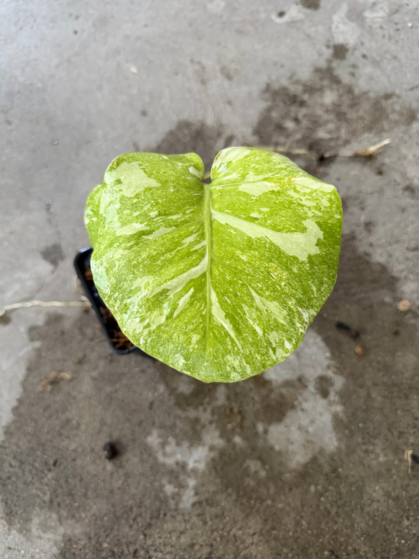 Monstera Green Snow