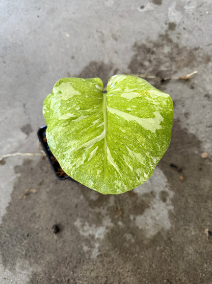 Monstera Green Snow