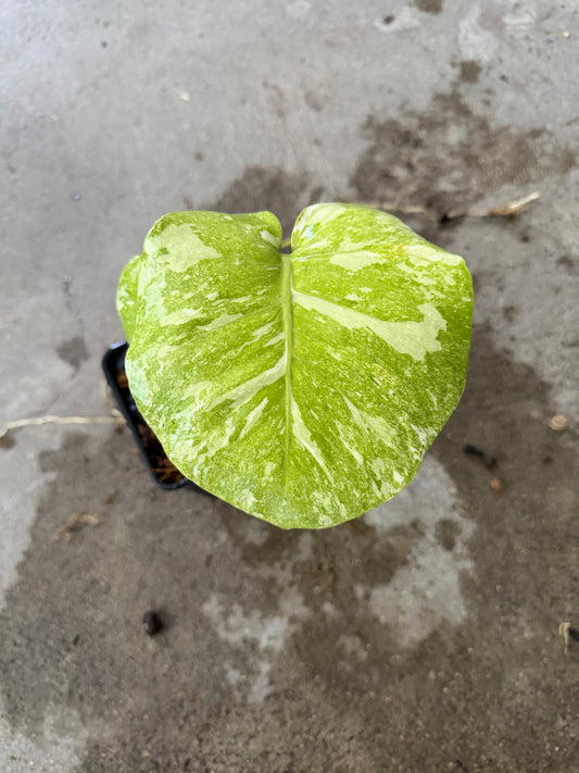 Monstera Green Snow