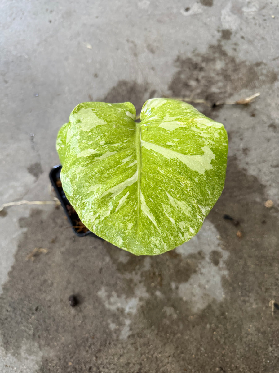 Monstera White Snow