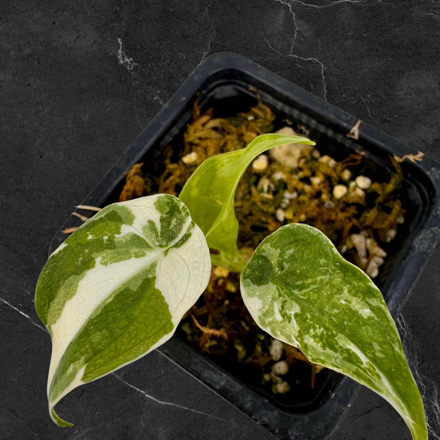 Alocasia Cuculatta « Wagyu » Albo Variegata