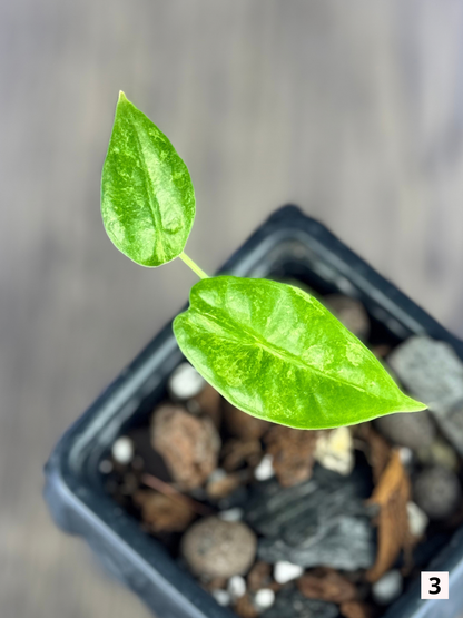 Alocasia Longiloba Mint Lava