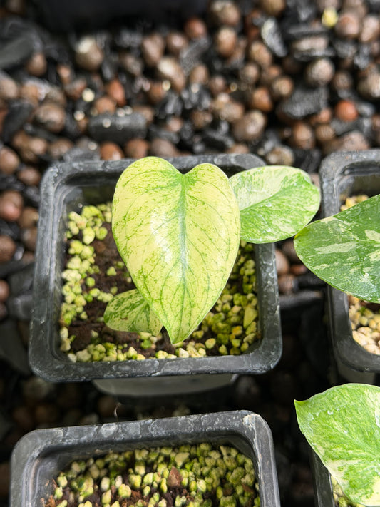 Monstera White Monster TC