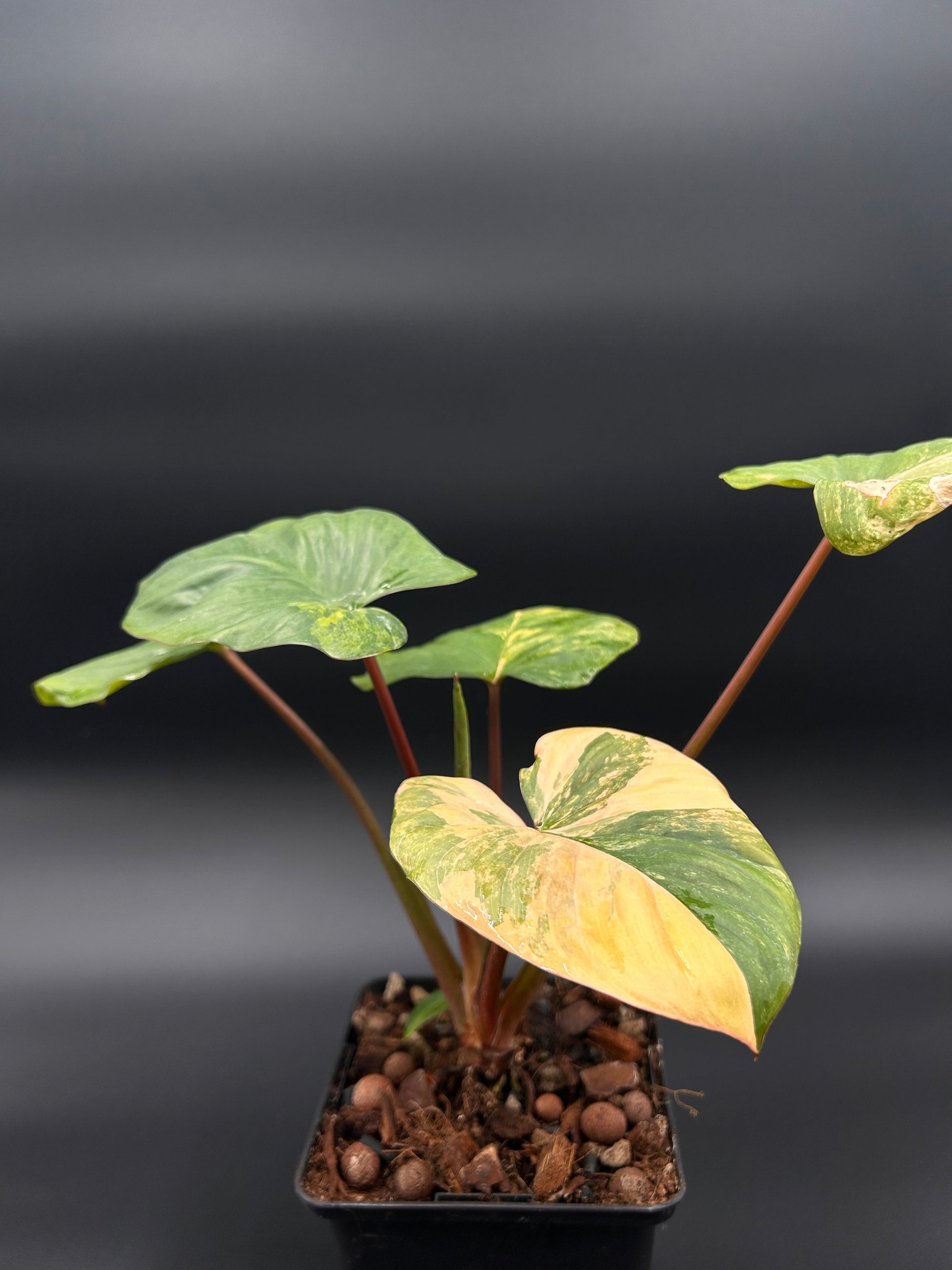 Homalomena Rubescens Peach Aurea Variegata Green and White Plants