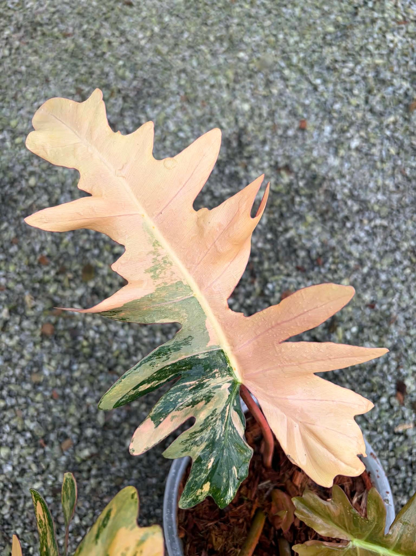 Philodendron Solene